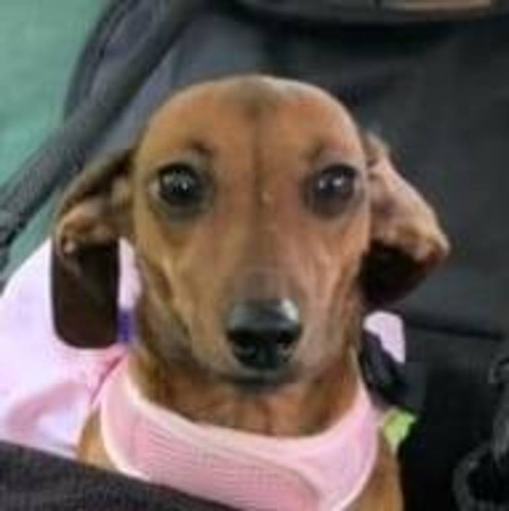 Meet your Posher, Donna